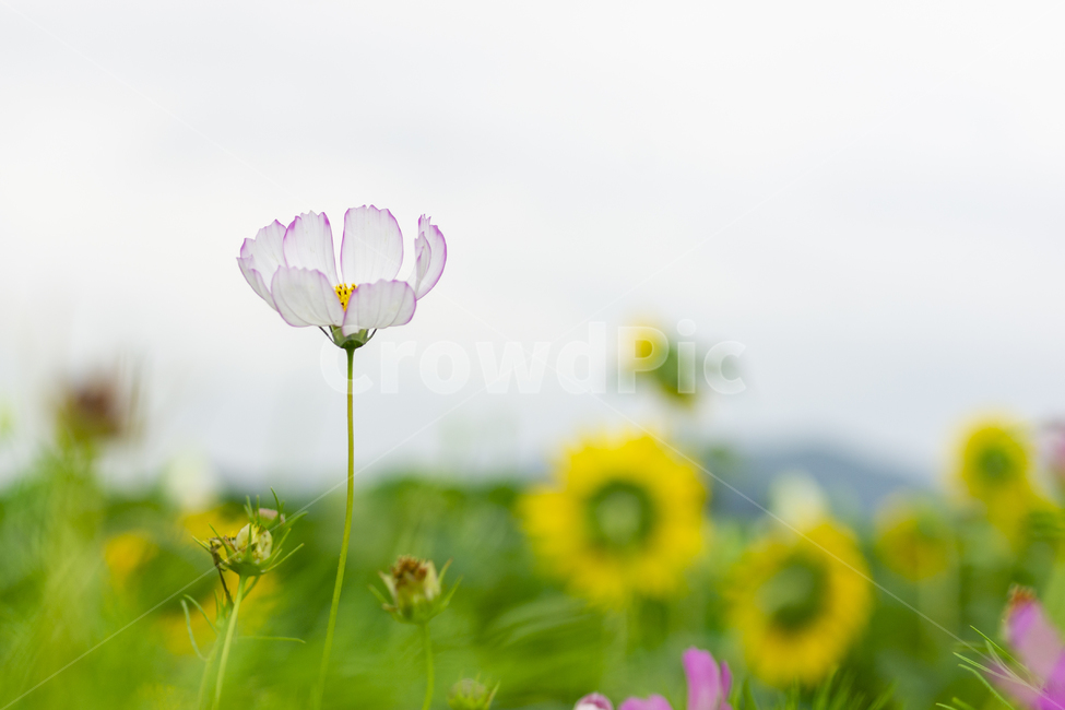 꽃,코스모스,가을꽃,예쁜꽃,해바라기,식물,자연,plants,nature,꽃,flower