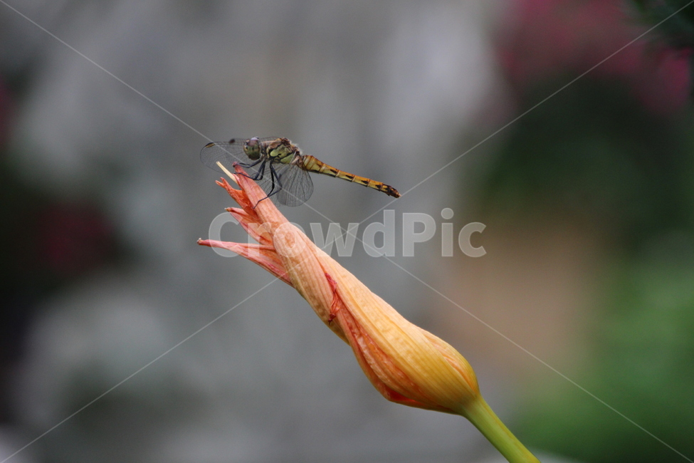 잠자리,고추잠자리,꽃,접사,여름,식물,아웃포커싱,dragonfly,reddragonfly,flower,곤충,insect,식물,자연,plants,nature,꽃,flower,곤충,벌레,insect,bug