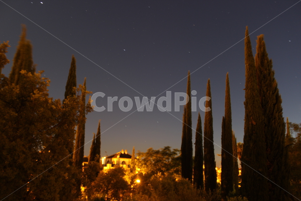 사이프러스,사이프러스나무,나무,야경,별,스페인,cypress,tree,nightview,nightscape,nightscene,star,자연,풍경,nature,landscape,야경,밤,nightscape,night,outdoors,옥외