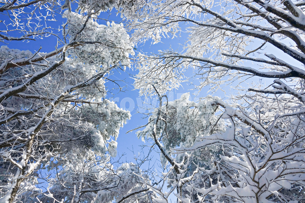 눈,눈꽃,자연,겨울,설경,snow,겨울,계절,winter,season