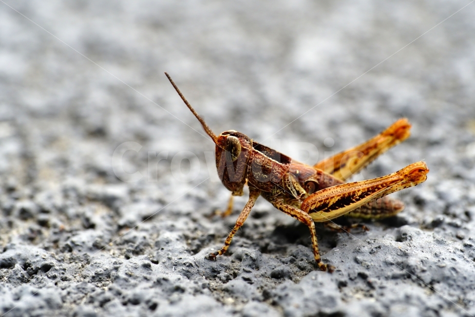 메뚜기,곤충,벌레,자연,동물,animal,insect,bug,nature,아스팔트,도로,땅,여름,grasshopper,locust,생명,생태,생태계,접사,마크로,macro,근접촬영,스냅,스냅사진,스넵,스넵사진,snap,snapshot,한국자연,한국의자연,풍경,landscape,동물,animal,곤충,벌레,insect,bug