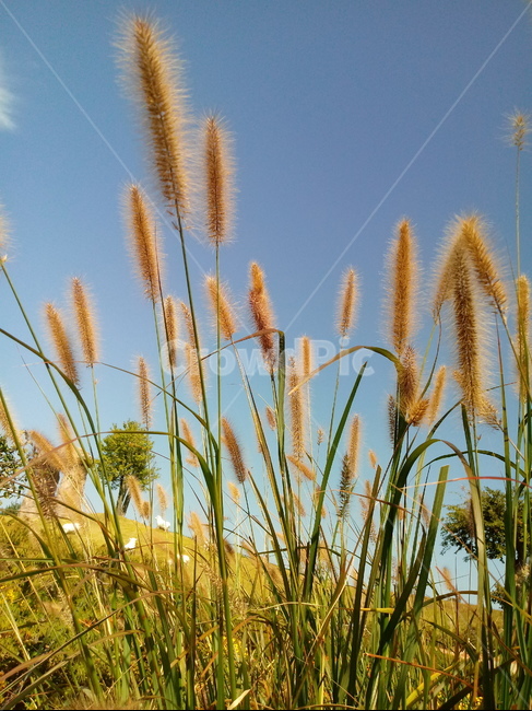 갈대,식물,reed,벼과,여러해살이풀,plant,겸가,노위,문견초,위근,위경,식물,자연,plants,nature