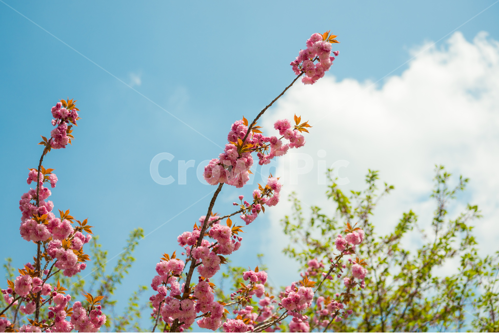 봄,자연,야외,공원,spring,nature,벚꽃,겹벚꽃,핑크,분홍색,pink,꽃,계절,식물,풍경,빛,season,plants,flower,감성,sensible,feeling,하늘,구름,sky,봄,계절,spring,season,plant,blossom