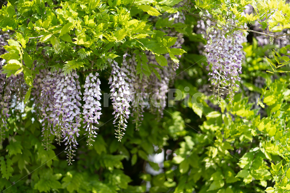 plant,식물,꽃,나무,자연,flower,식물,자연,plants,nature,꽃,flower