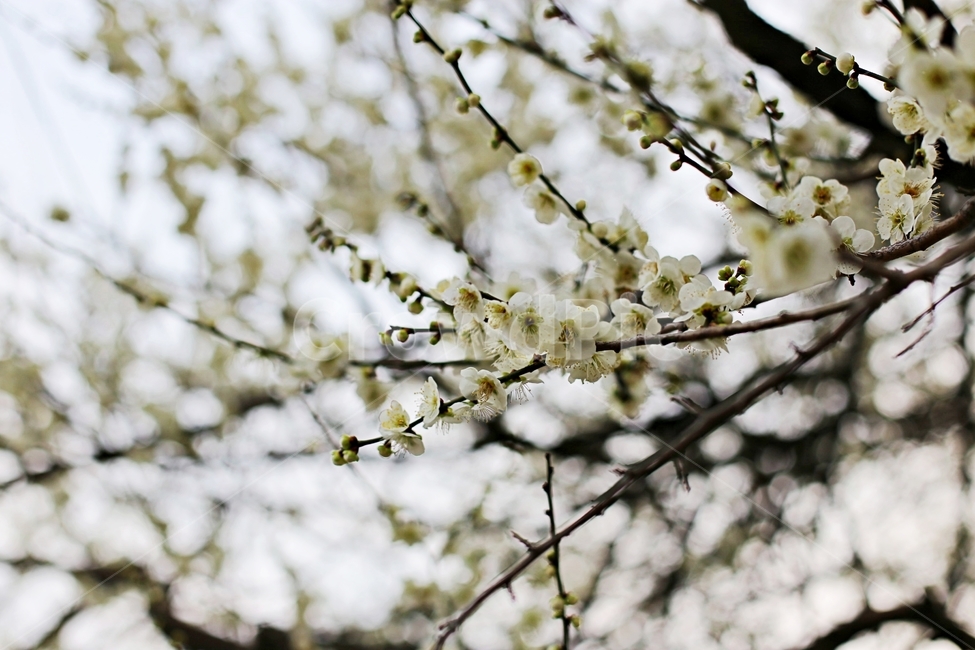 매화마을,매화꽃,매화축제,매화,꽃,flower,봄,계절,spring,season,식물,자연,plants,nature,꽃,flower,plant