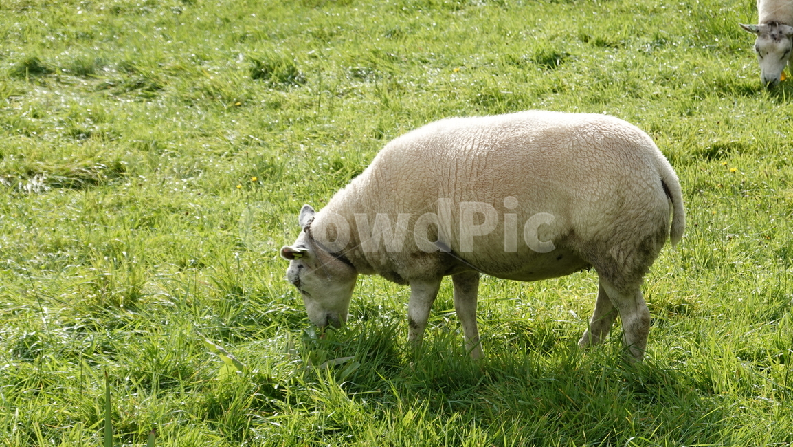 양,sheep,자연,동물,animal,풀,동물,animal,포유류,mammal,목축업,목장,livestock farming,ranching,pasture