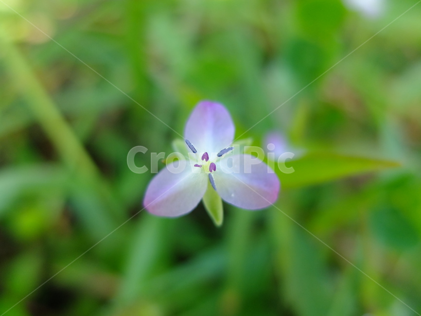 꽃,식물,사마귀풀,자연,flower
