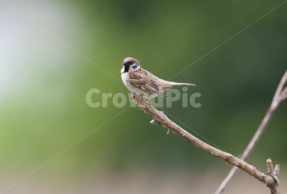 참새,새,텃새,맵새,철새,동물,animal,조류,새,birds