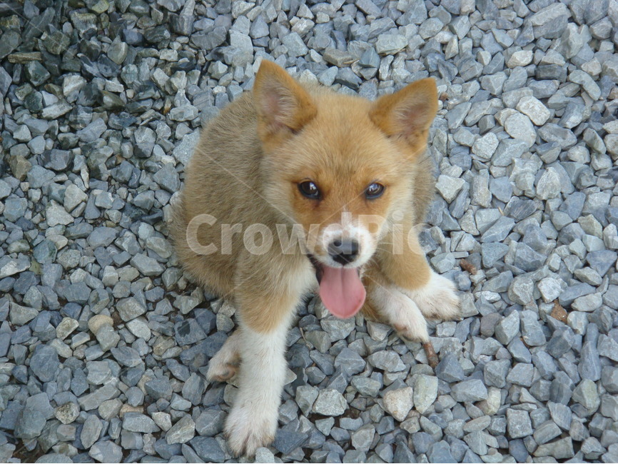 강아지,동물,돌,개,강아지혀,동물,animal,포유류,mammal,개,강아지,dog,doggy