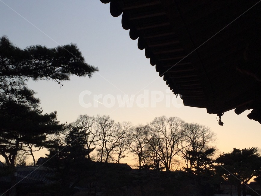 창경궁,기와,소나무,노을,역광,changgyeonggungpalace,rooftile,pinetree,sunset,backlight,한국전통,한국문화,korean traditional,korean culture