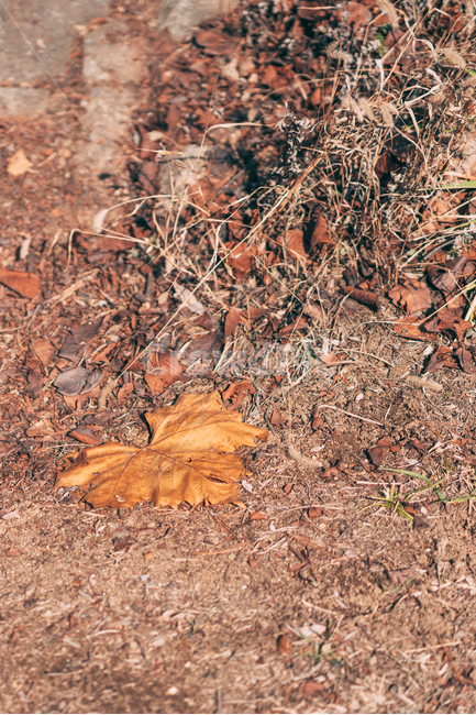 낙엽,가을,단풍,plants,nature,flower,꽃,자연,landscape,fall,가을,계절,fall,autumn,season,plant,식물,leaf,잎,ground,바닥