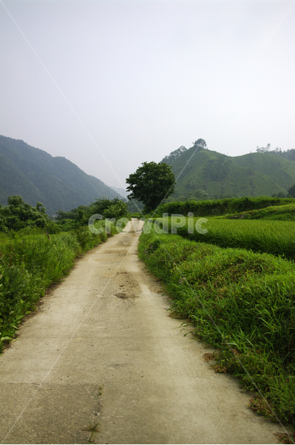 농촌,길,시골,논,식물,plant,풍경,초록,자연,풍경,nature,landscape,outdoors,옥외