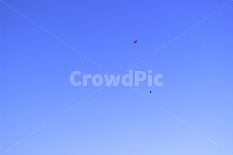 하늘,새,바람,자연,여백,자연,풍경,nature,landscape,동물,animal,조류,새,birds,adventure,모험,leisure activities,레저 활동,gliding,활공,flying,나는,bird