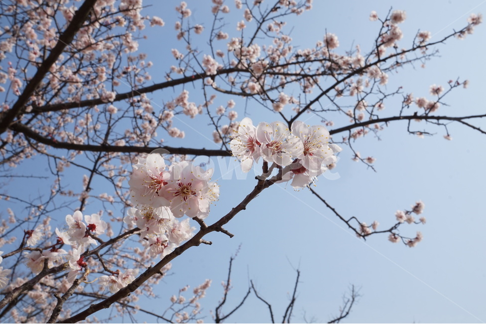 벚꽃,봄,개화,봄꽃,나무,꽃나무,봄꽃나무,봄,계절,spring,season,식물,자연,plants,nature,꽃,flower,plant,blossom,cherry blossom
