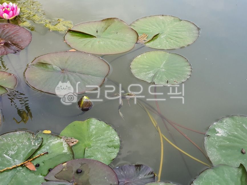 연잎,연못,연꽃,개구리,청개구리,연,식물,꽃