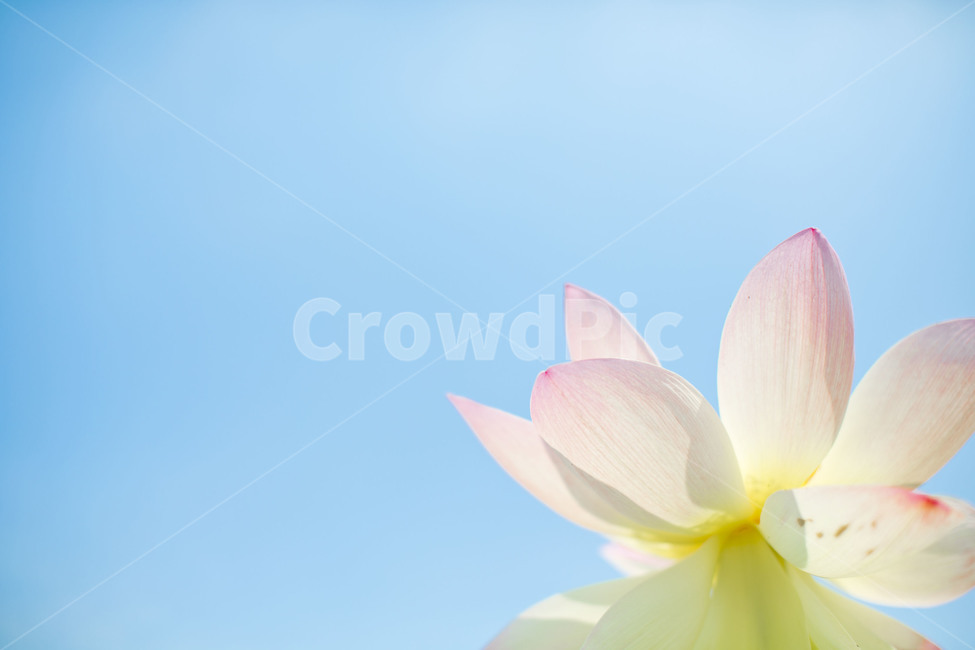 연꽃,수련,분홍색,여름꽃,flower,lotus