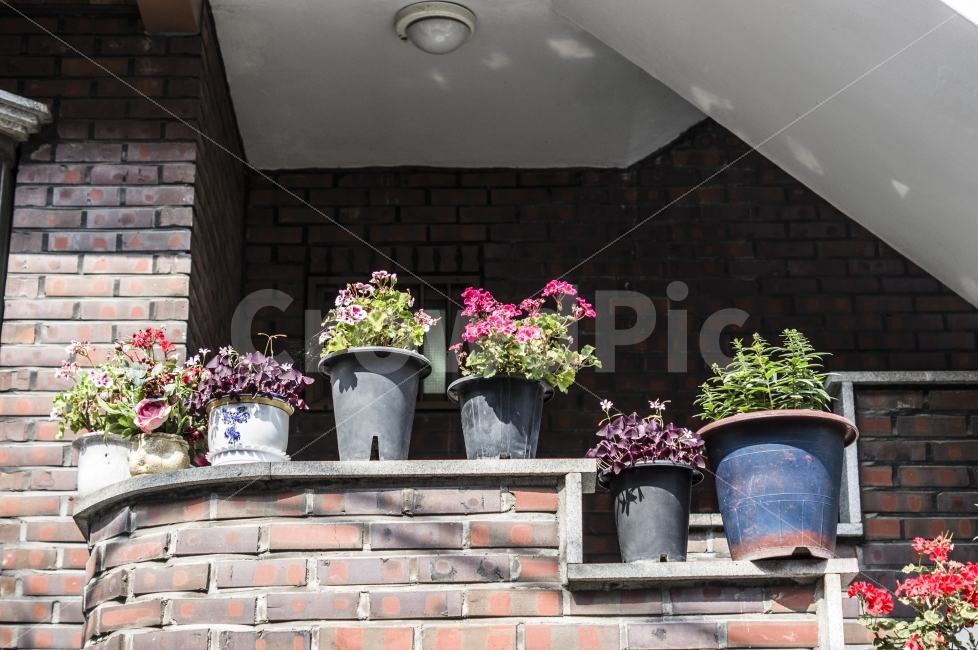 동네,화분,꽃,동네풍경,정겨움,봄,봄꽃,봄풍경,식물,자연,plants,nature,봄,계절,spring,season,꽃,flower