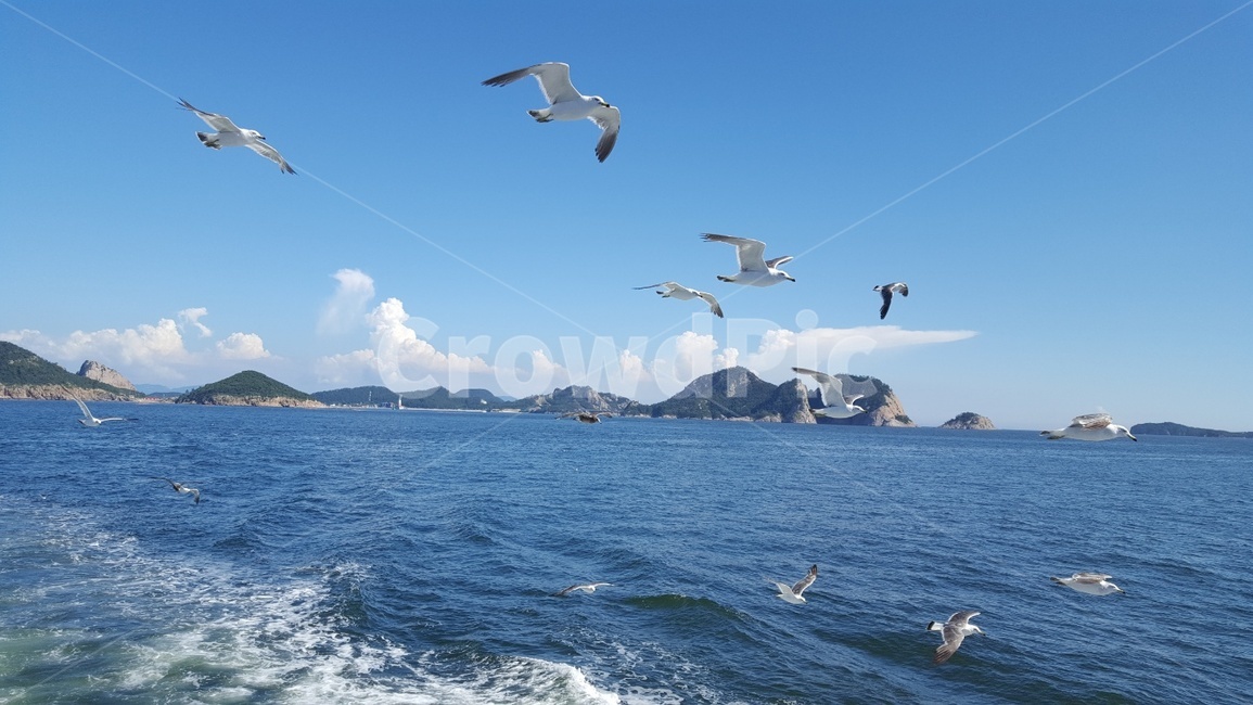 갈매기,바다,파도,하늘,풍경,섬