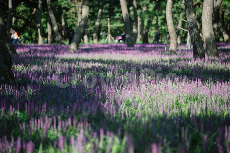 경주,황성공원,맥문동,꽃,감성,자연,풍경,nature,landscape,식물,plants,꽃,flower,휴식,힐링,rest,relaxation,healing,감성,sensible,feeling,plant