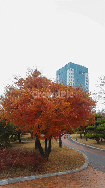 가을,단풍,낙엽,건물,비,가을,계절,fall,autumn,season,tree,나무,plant,식물,maple