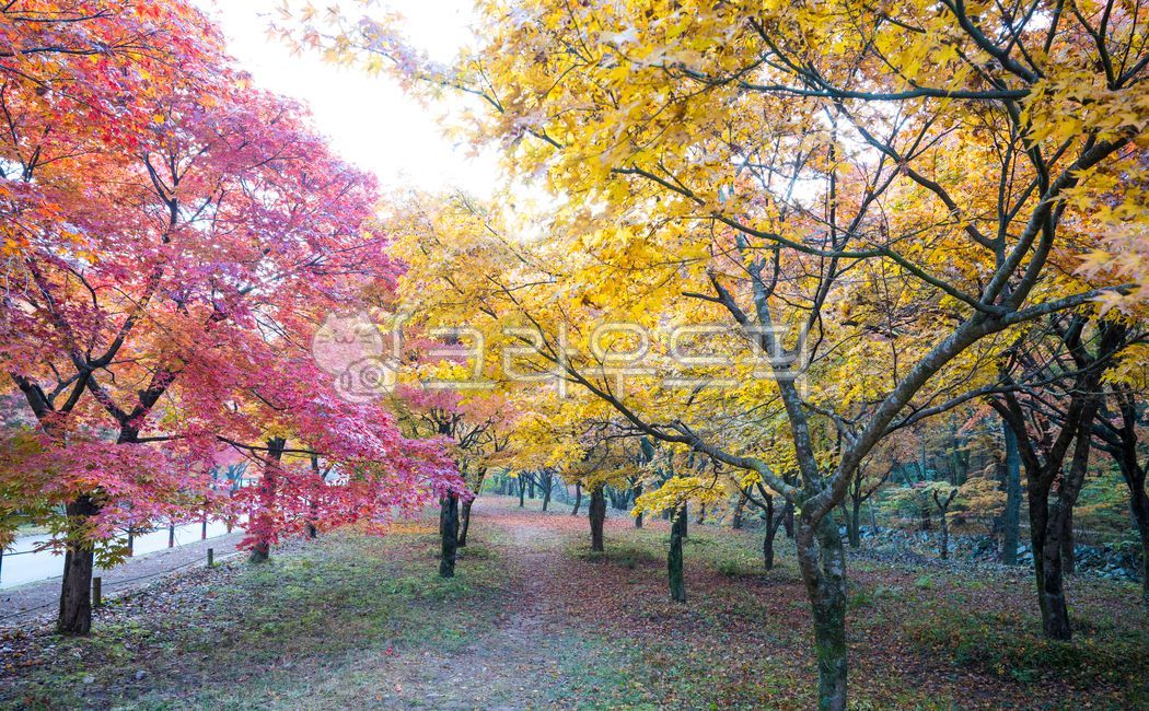 autumn foliage road,Maple leaf,beautiful,path,tree trunk,fallen leaves,Maple tree,road,Brightly colored,treetrunk,season,park,Maple,garden tree,green,tree,leaf,autumn road,sunlight,panorama,light,maple,road name,garden,autumn