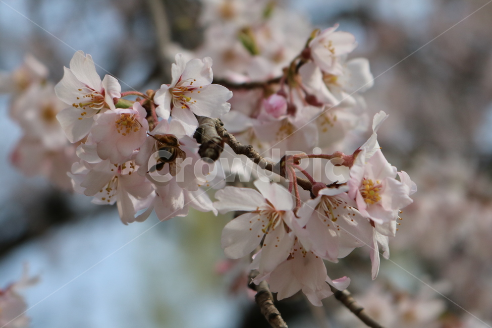 plant,식물,flower,꽃,꽃잎,blossom