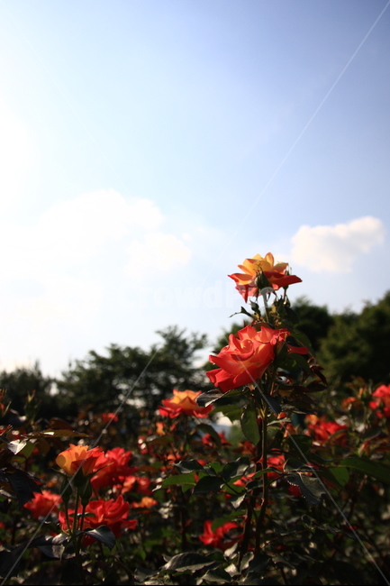 장미,꽃,오월,rose,장미향기,공원에핀장미,봄의꽃,봄꽃,장미꽃,봄,계절,spring,season,식물,자연,plants,nature,꽃,flower,plant,leaf,잎
