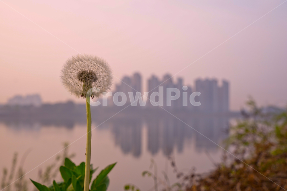 봄,뽐꽃,꽃,계절,식물,감성,자연,야생화,들꽃,식물,자연,plants,nature,꽃,flower