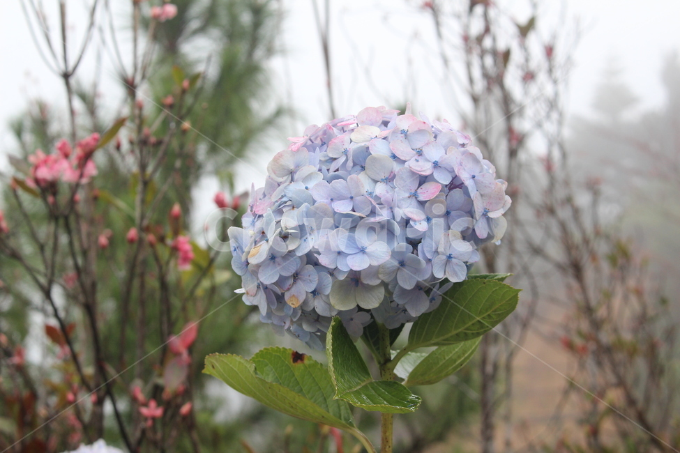 수국,보라빛,보라색,풍성한꽃,아름다운꽃,식물,자연,plants,nature,꽃,flower