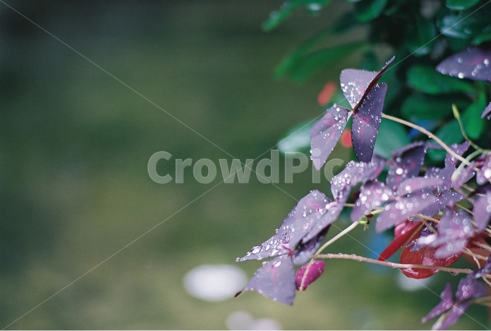 사랑초,옥살리스,푸푸아가넷,꽃,접사,감성,식물,필름,flower,plants,식물,자연,plants,nature,꽃,flower