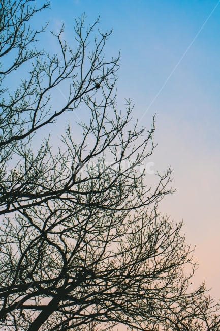 나무,하늘,가을하늘,겨울하늘,겨울나무,가을나무,겨울,계절,winter,season,식물,자연,plants,nature,나무,trees,wood