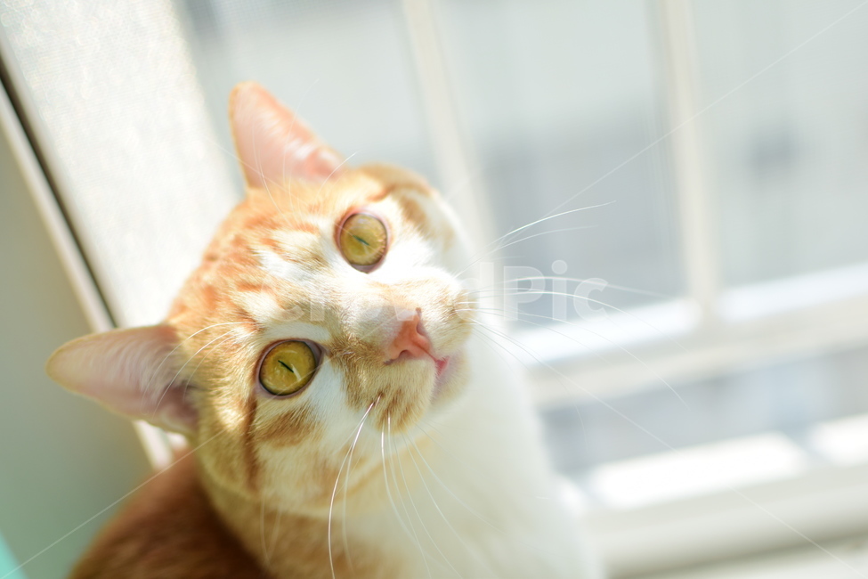 고양이,cat,동물,반려동물,노란고양이,동물,animal,포유류,mammal,고양이,cat,kitten,kitty