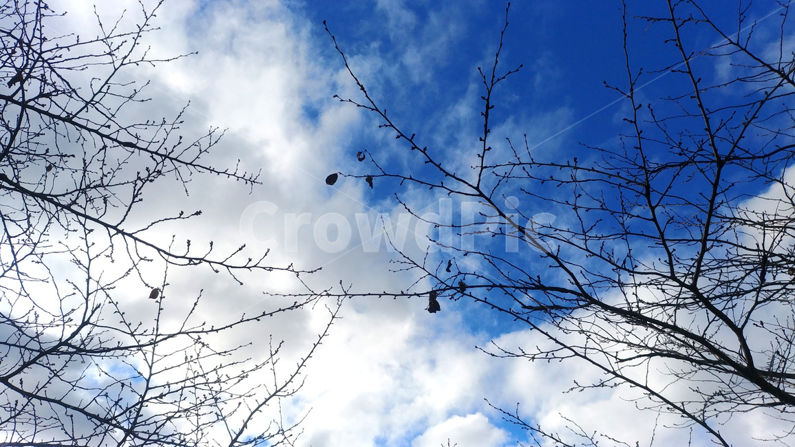 하늘,구름,나무,나뭇가지,sky