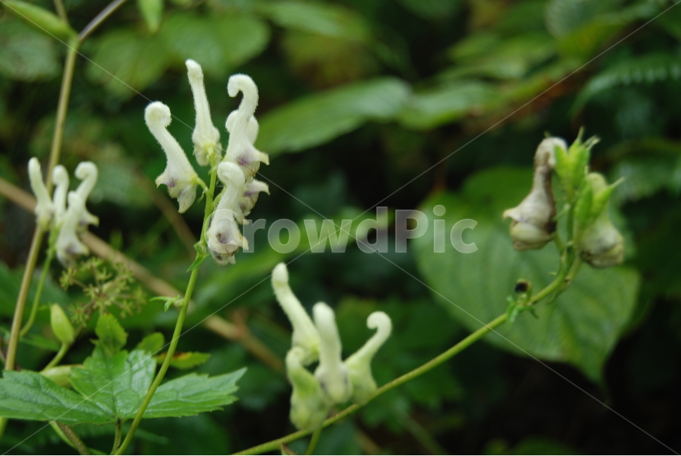 태기산,야생화,자연,봄,휴양지,식물,자연,plants,nature,꽃,flower