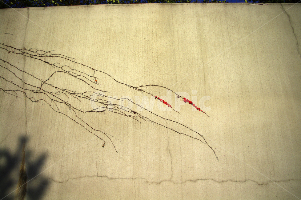 autumn,가을,단풍,식물,담벼락,넝쿨,가을,계절,fall,autumn,season