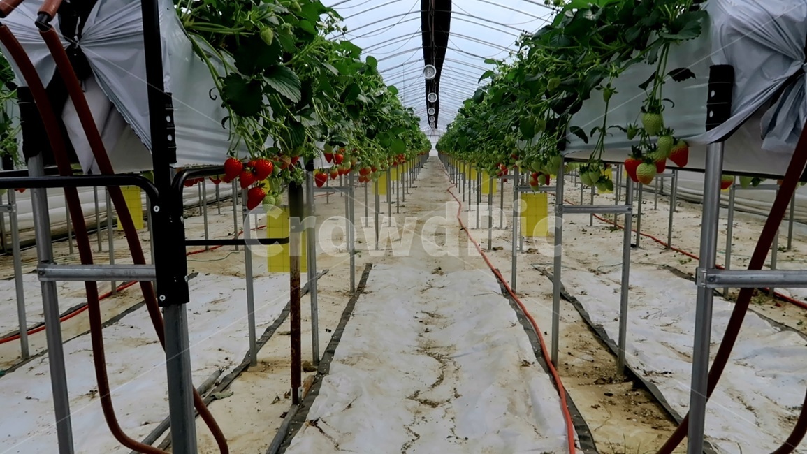 농업,농촌,농부,딸기,비닐하우스,고설재배,산업,industry,industrial,농업,농사,agriculture,farming,farming industry