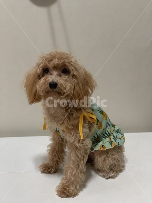 반려견,강아지,개,말티푸,애견,애완동물,동물,animal,dog,puppy,애견모델