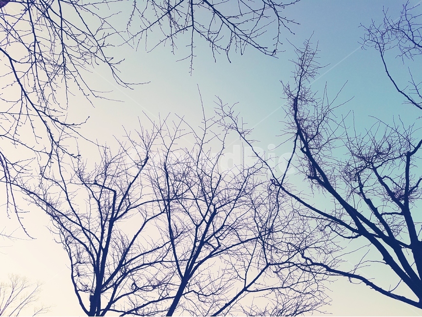 나무,겨울,끝,봄,새싹,하늘,풍경,색감,컬러,사진,풍경사진,겨울,계절,winter,season,식물,자연,plants,nature,나무,trees,wood