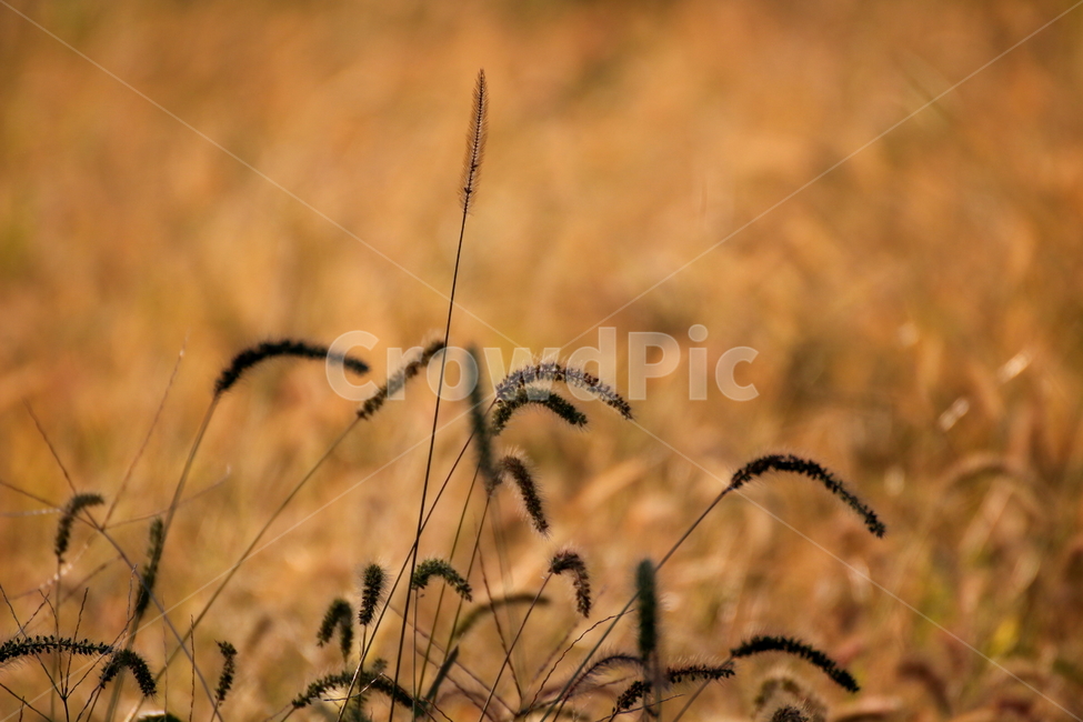 강아지풀,가을,가을소경,역광,풍경,가을,계절,fall,autumn,season,plant,식물,grass,잔디,food,음식,vegetable,야채,grain,곡물