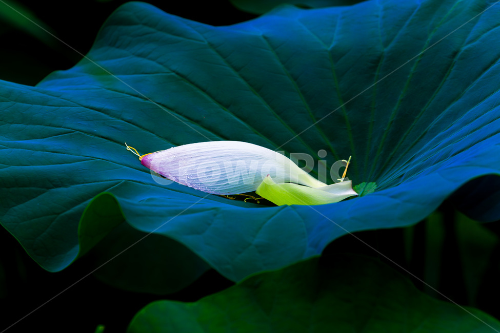 연잎,문양,무늬,패턴,낙화,식물,자연,plants,nature,꽃,flower