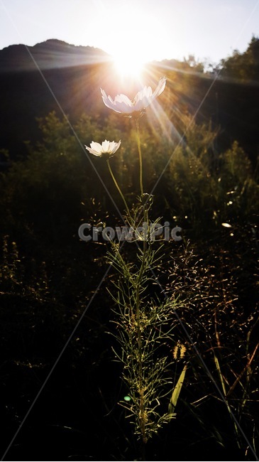 꽃,봄,해,자연,flower,spring