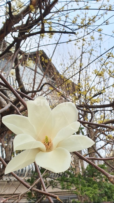 봄,꽃,식물,plant,spring,목련,식물,자연,plants,nature,꽃,flower