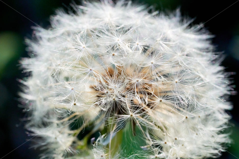 민들레,민들레홀씨,민들레접사,민들래매크로,꽃접사,식물,자연,plants,nature,꽃,flower