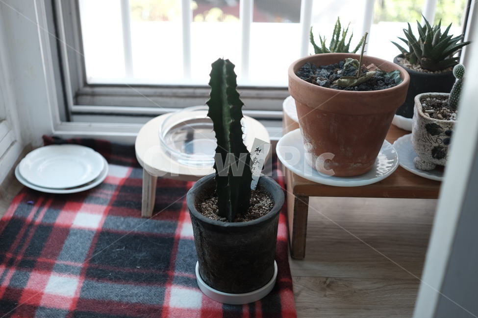 선인장,봄,화분,청화각,다육식물,식물,plant,실내용화초,화분,화초,house plant