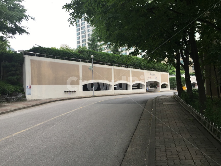 아스팔트,asphalt,나무,풍경,tree,식물