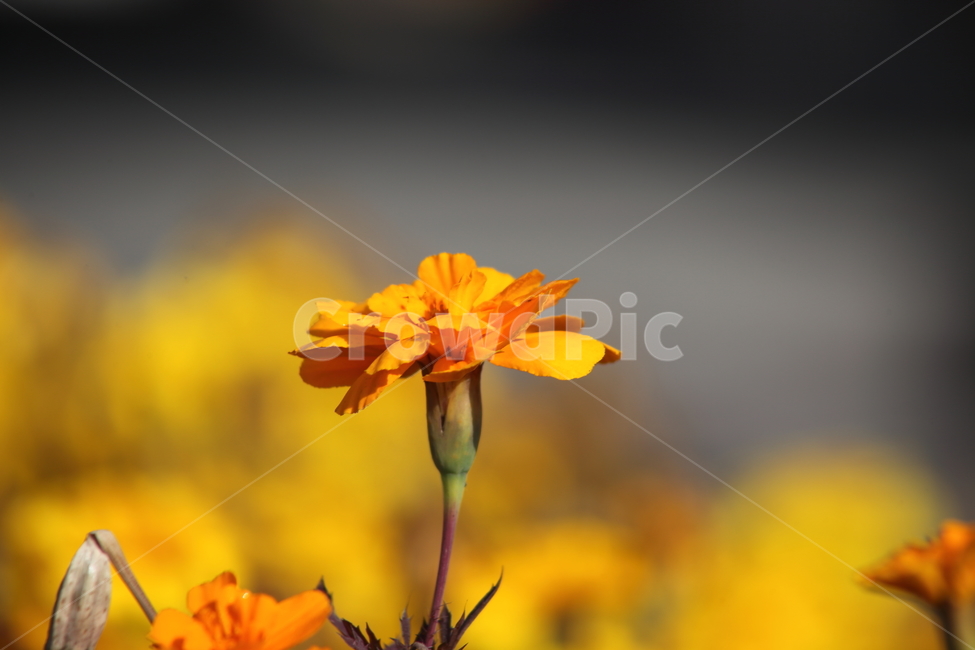 메리골드,꽃,식물,marigold,국화과,만수국,식물,자연,plants,nature,꽃,flower