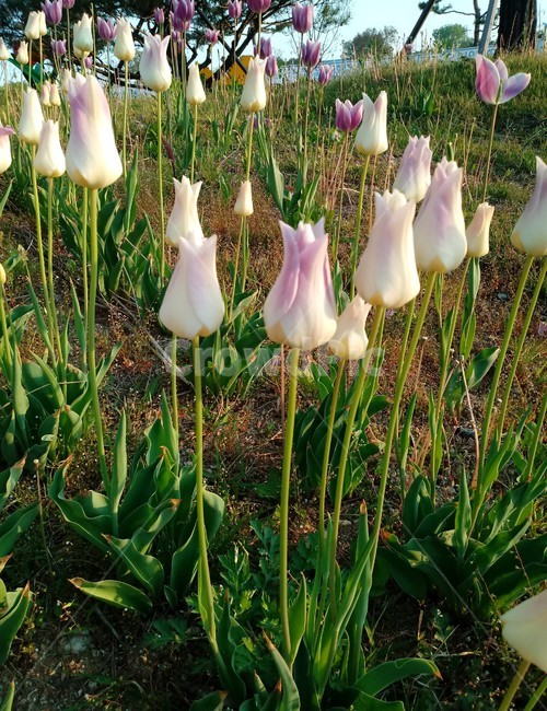 튤립,tulip,백합과,식물,꽃,구근초,여러해살이화초,식물,자연,plants,nature,꽃,flower