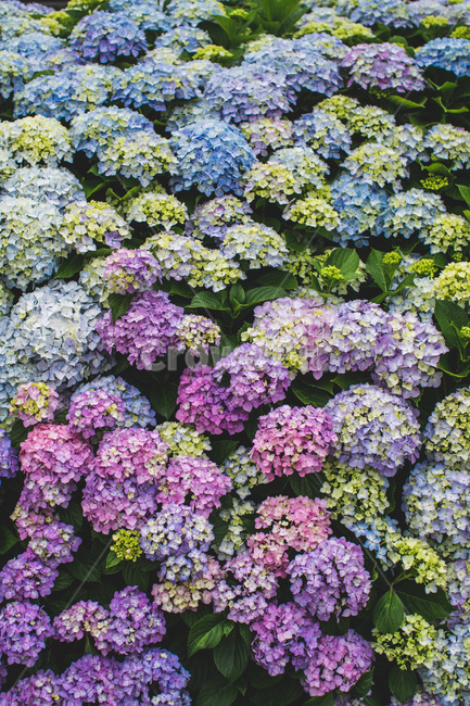 꽃,수국,파란색꽃,파란색,보라색,여름꽃,식물,자연,plants,nature,꽃,flower