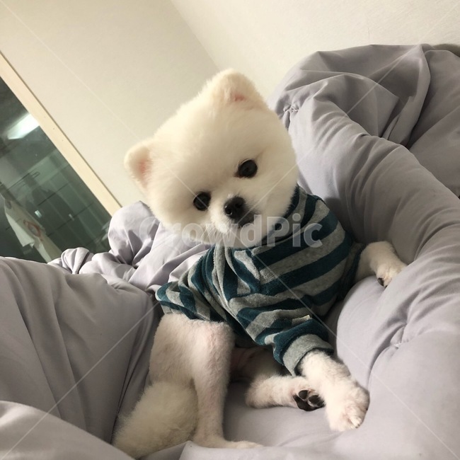 포메라니안,포메,강아지,dog,화이트포메라니안,화이트포메