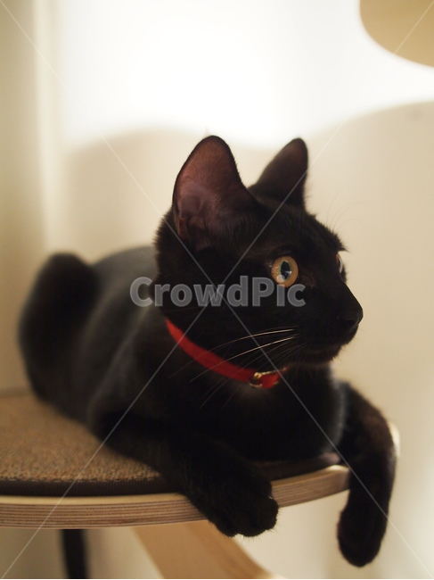 고양이,검은고양이,반려동물,애완동물,pet,cat,노란눈,동물,animal,포유류,mammal,고양이,cat,kitten,kitty